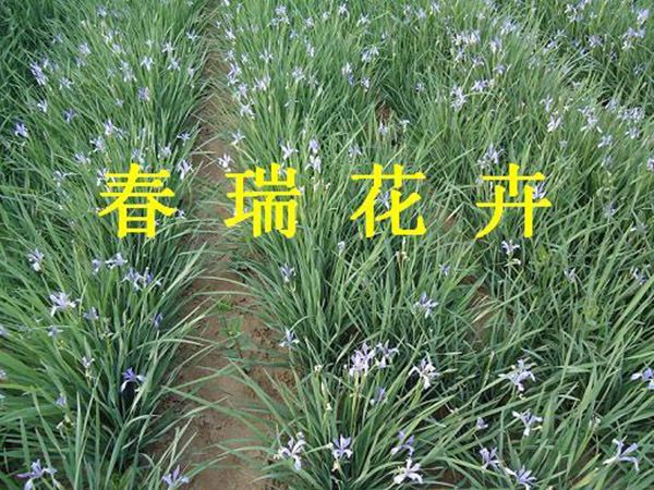 綠化草花